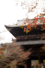 京の秋物語