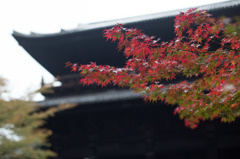 京の秋色模様　♯3