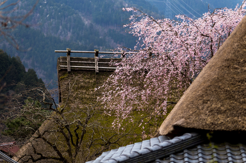 里の春情景　３