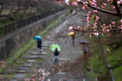 雨遊歩