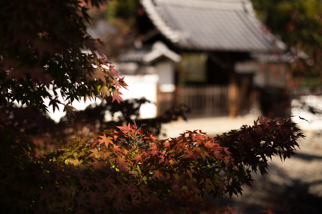 京の秋色模様　♯8