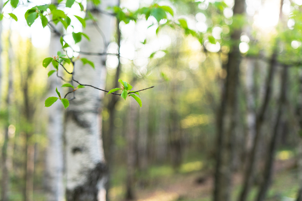 Green wind