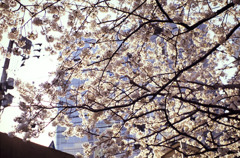 桜その３