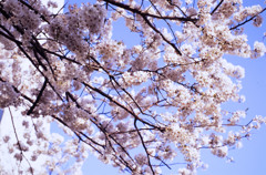 桜その２