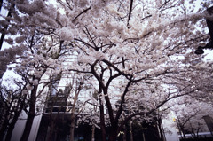 前に撮った桜