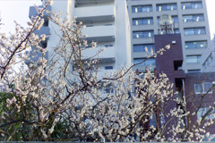 一番桜