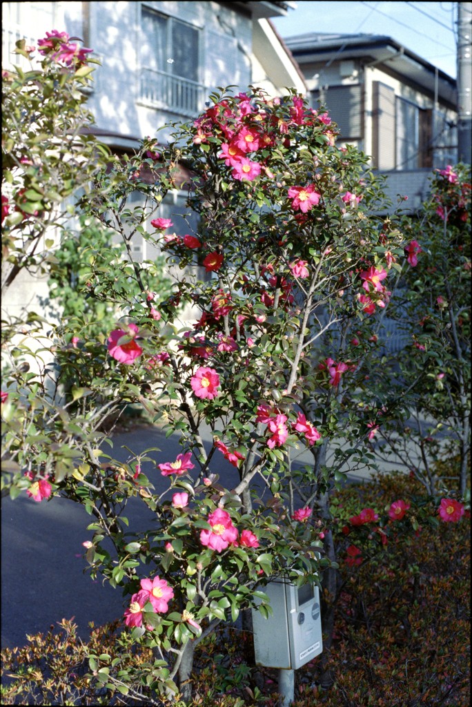 冬に撮った写真