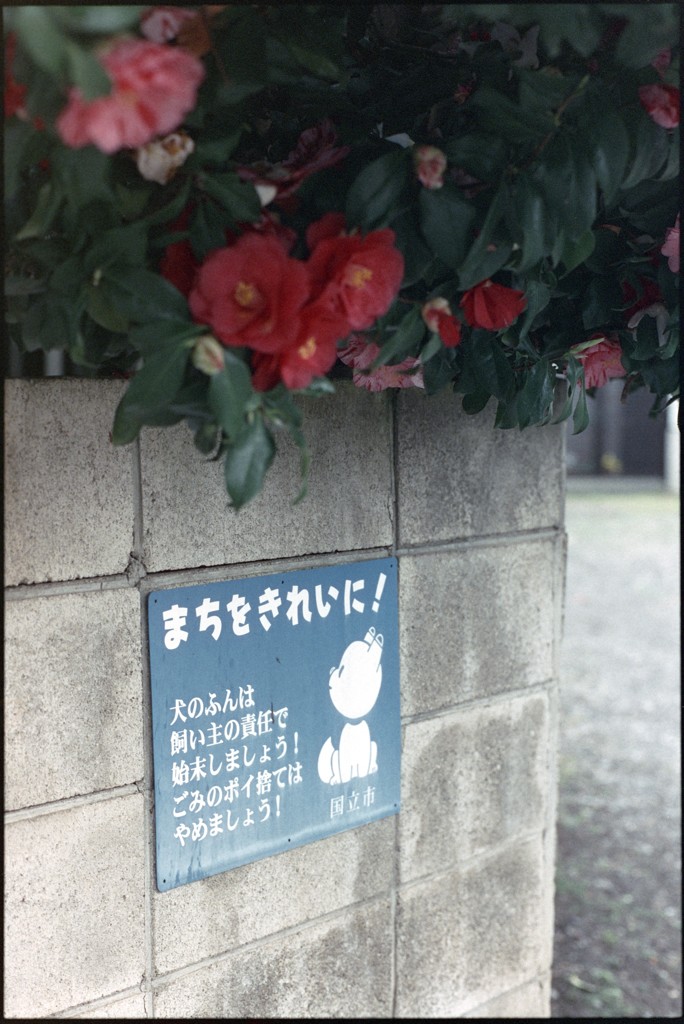 国立の住宅地