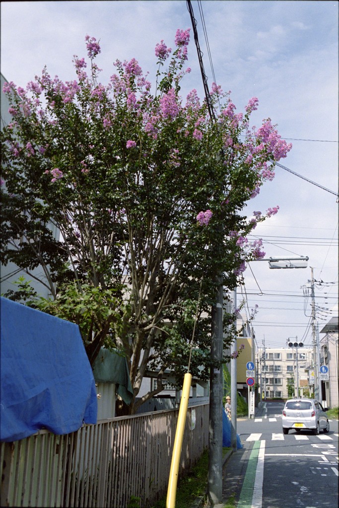 夏の彩