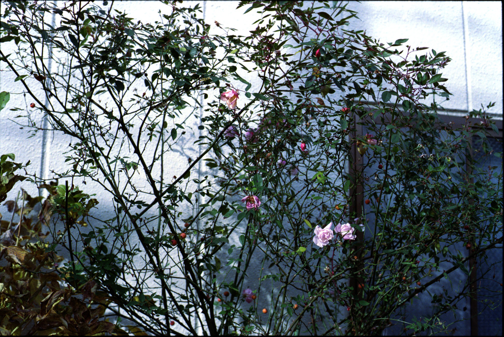 冬に撮った写真２