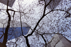 新宿の桜