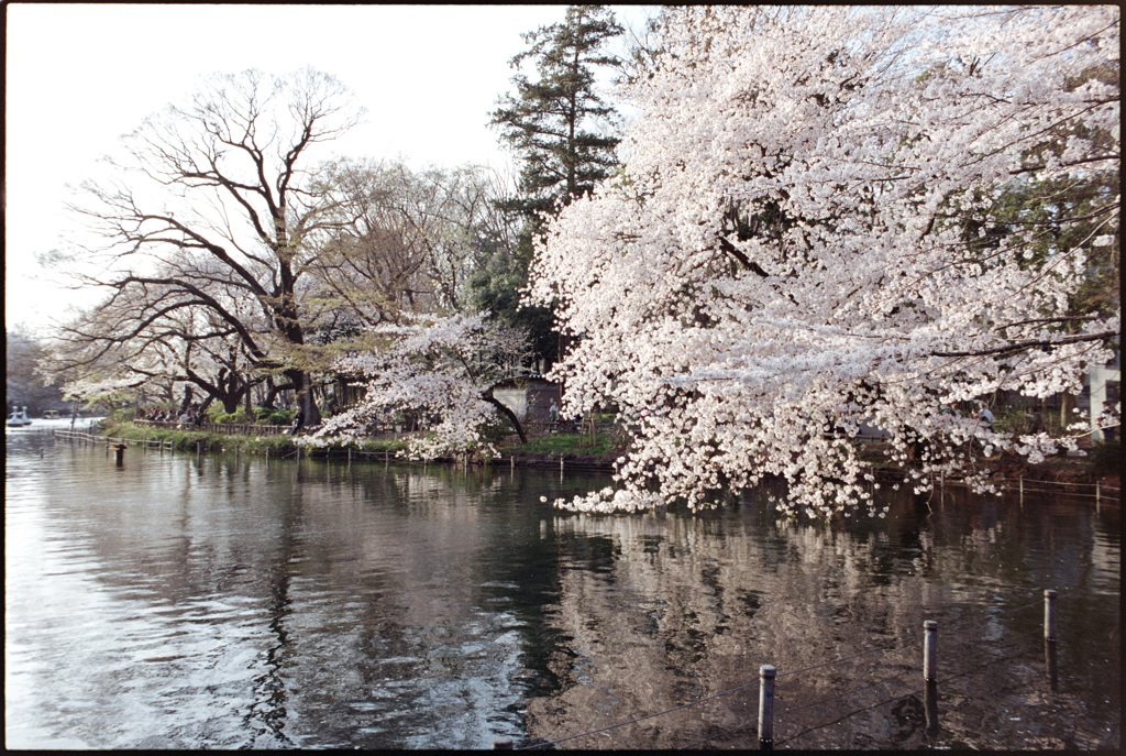 桜２０１５　１