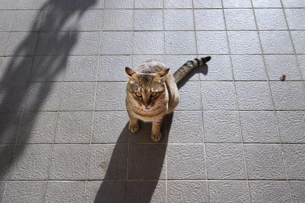 朝のおねだり