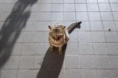 朝のおねだり