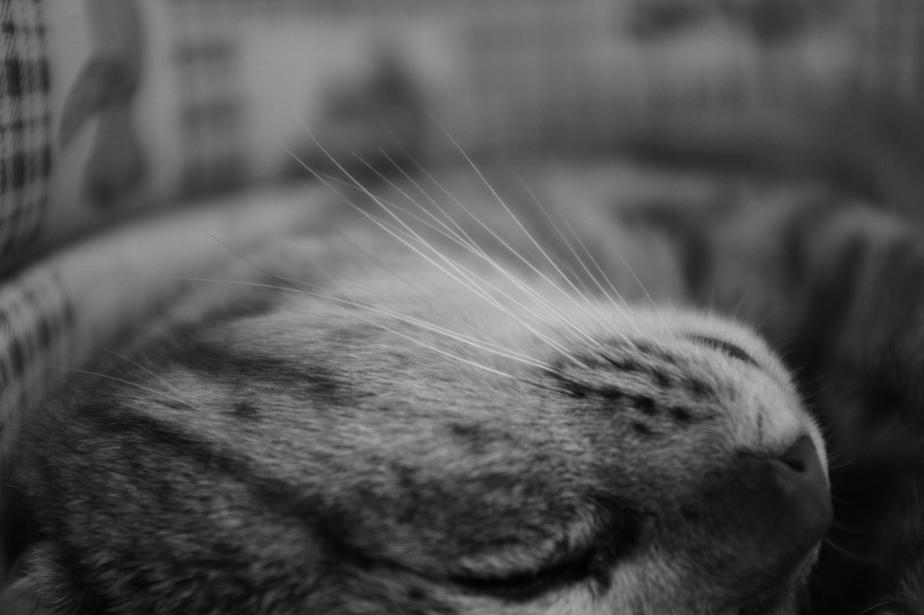 髭