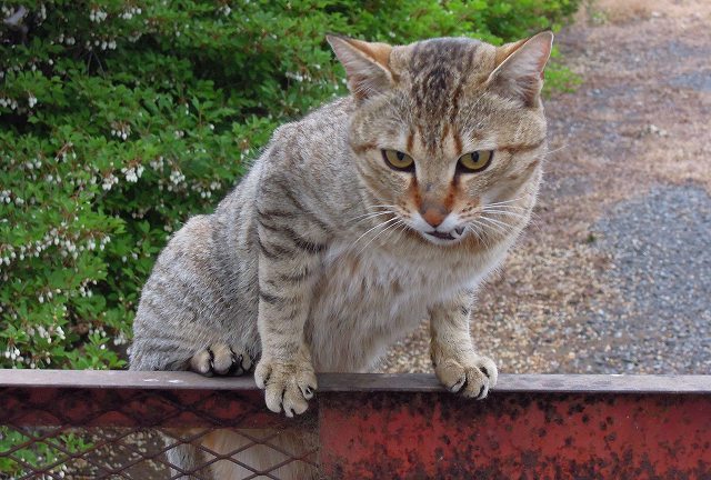 野良猫時代
