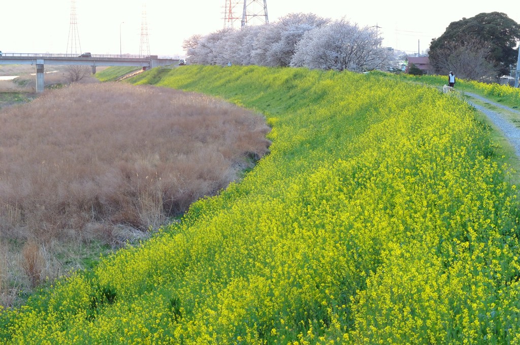 からし菜の散歩道