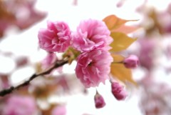 八重の桜