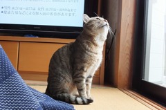 うそぶいて