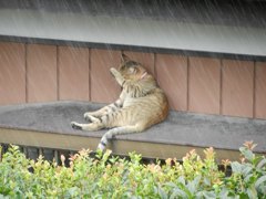 雨宿り