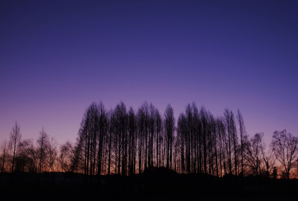 夕暮れの防風林
