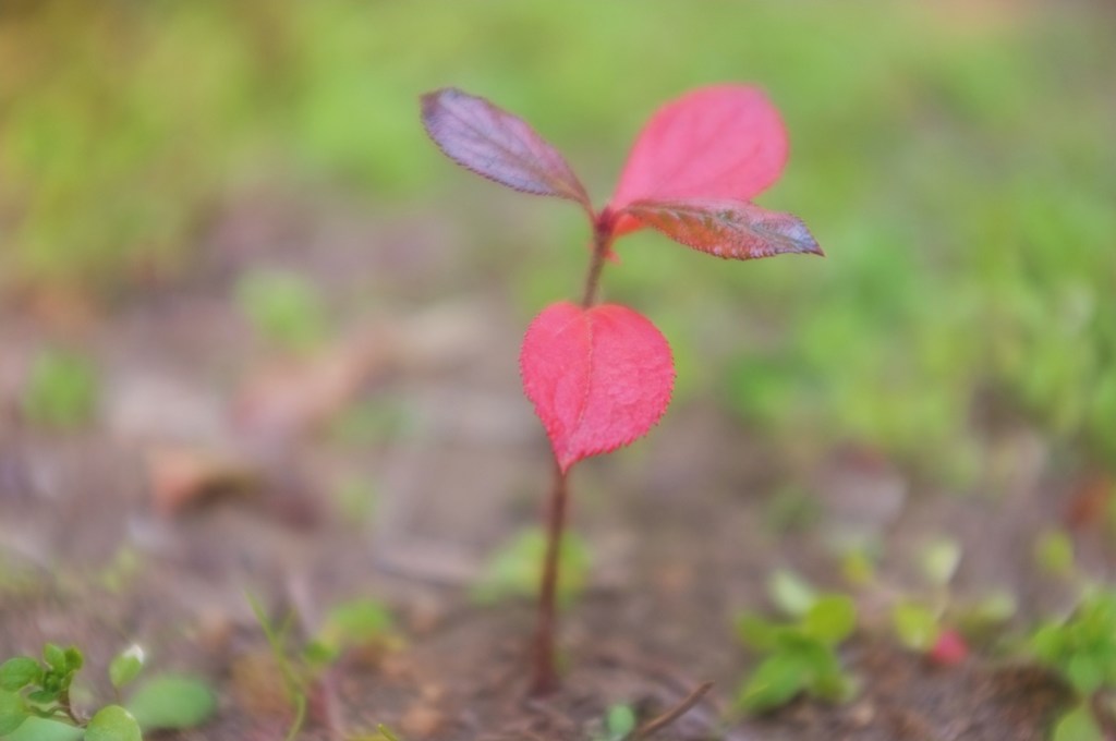 小さな紅葉