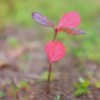 小さな紅葉
