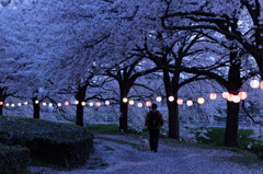 夜桜提灯
