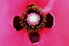 雄蕊と雌蕊