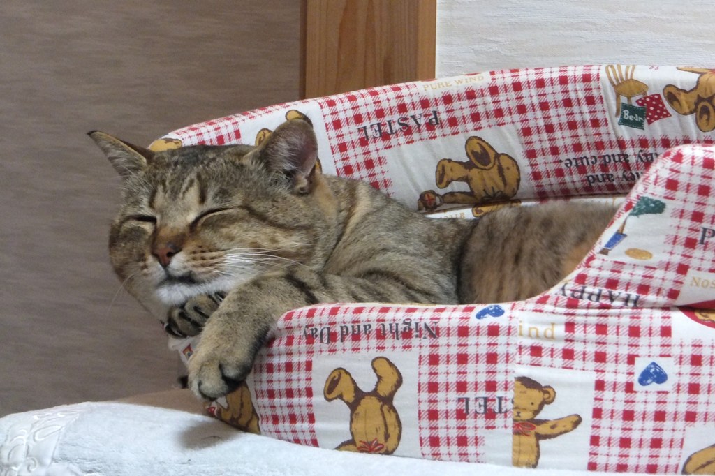 猫の手も借りたい！
