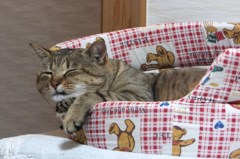 猫の手も借りたい！