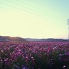 夕暮れのコスモス畑
