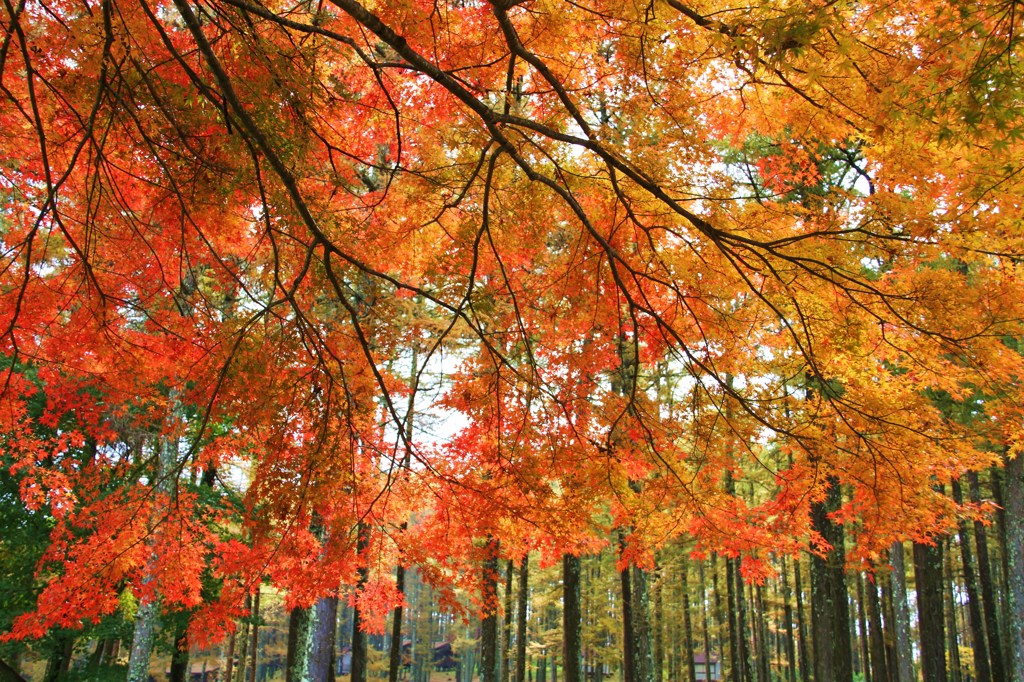 紅葉の屋根