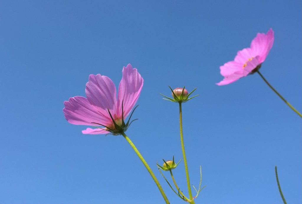 秋桜