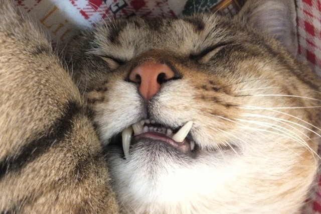 のーちゃんは不動明王