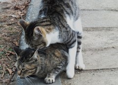 やってるし！