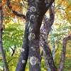 苔模様
