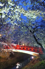 夜桜