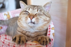 年頭ののーちゃん