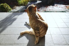朝のポーズ