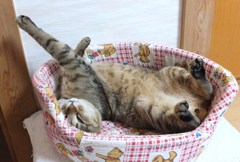 本日のポーズ