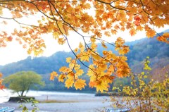 秋の丸沼