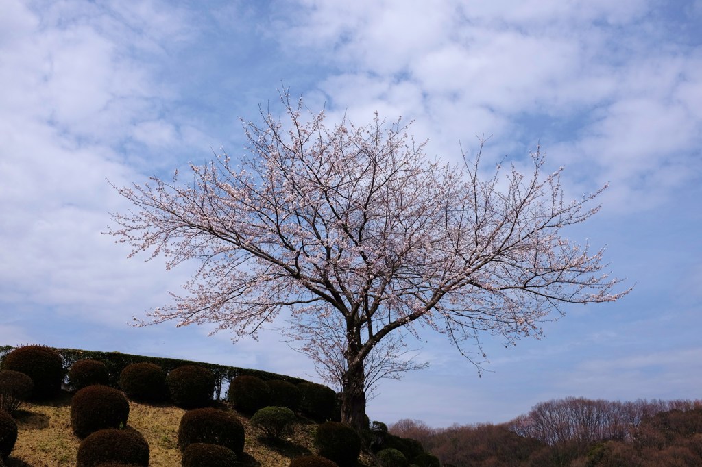 七分咲き