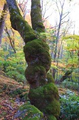 苔生す大木