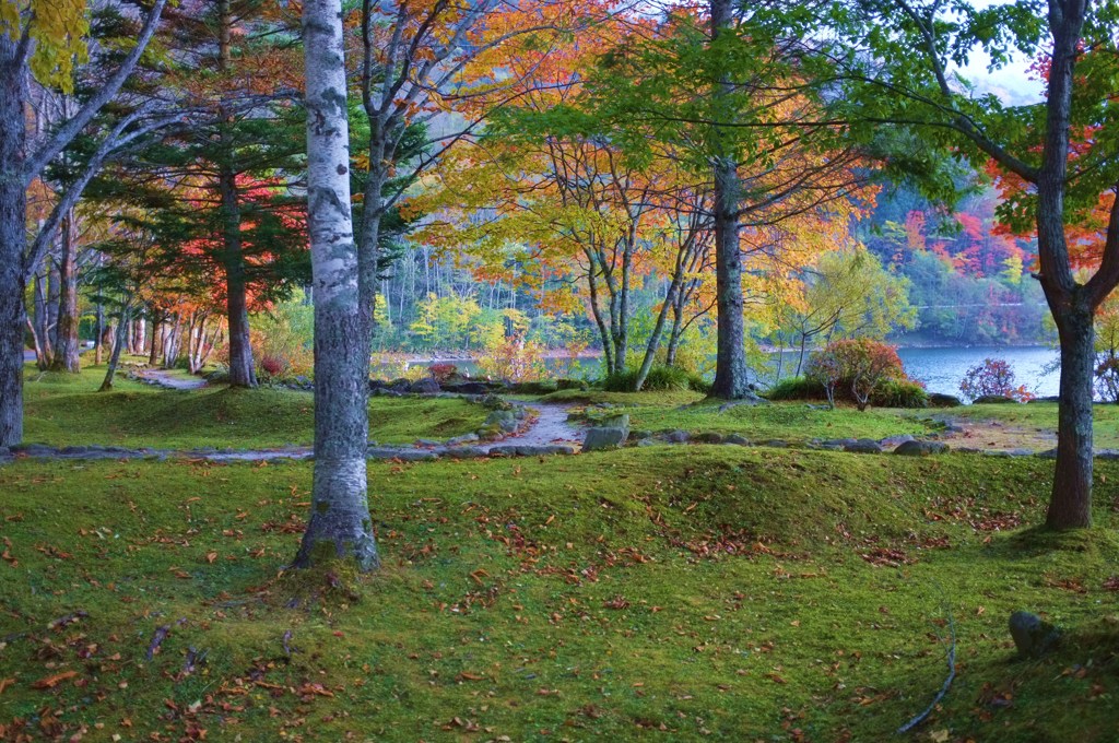 湖畔の木立ち