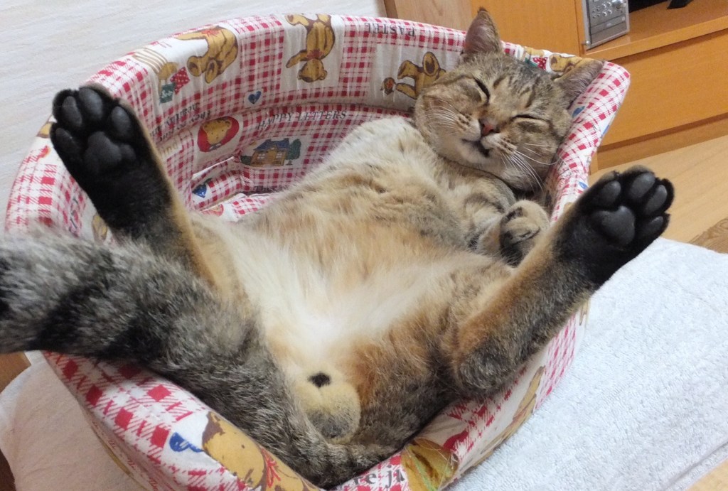 バイにゃら♪