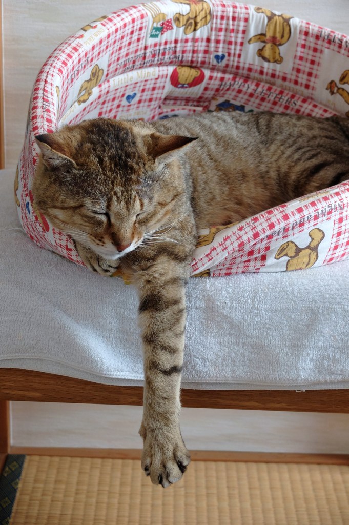 手長猫