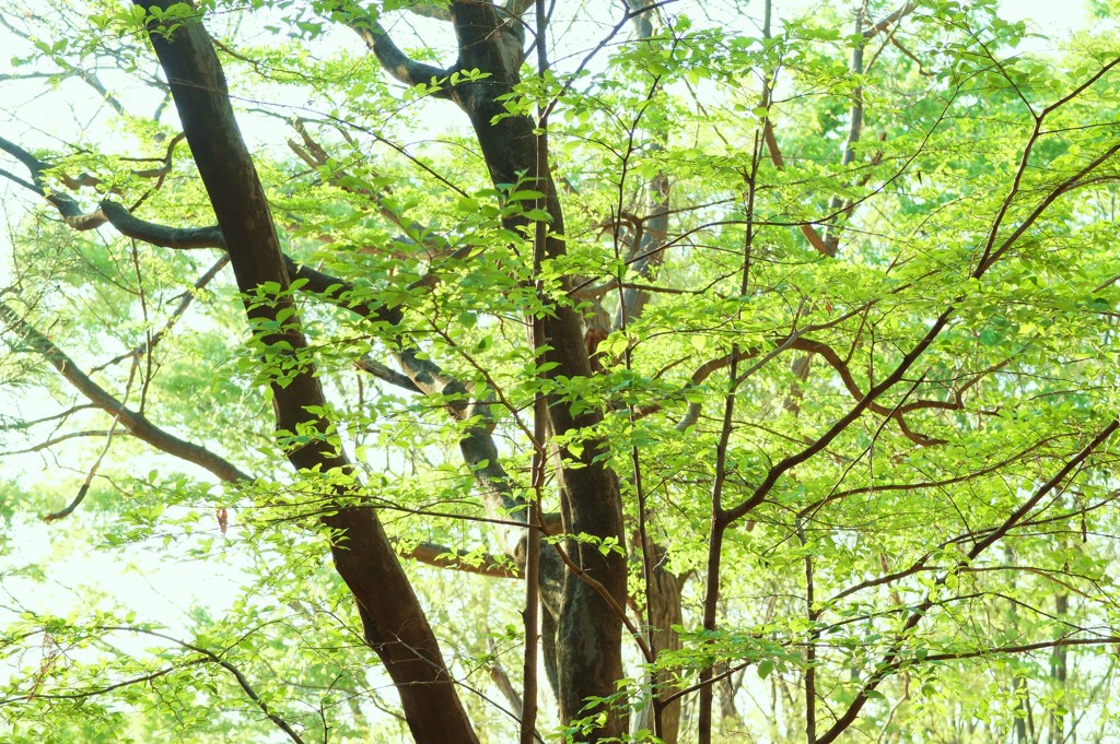 逆光が好き