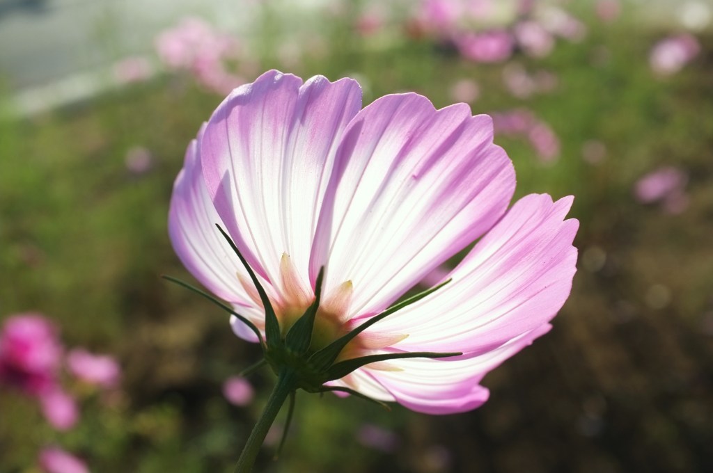 花弁灯り