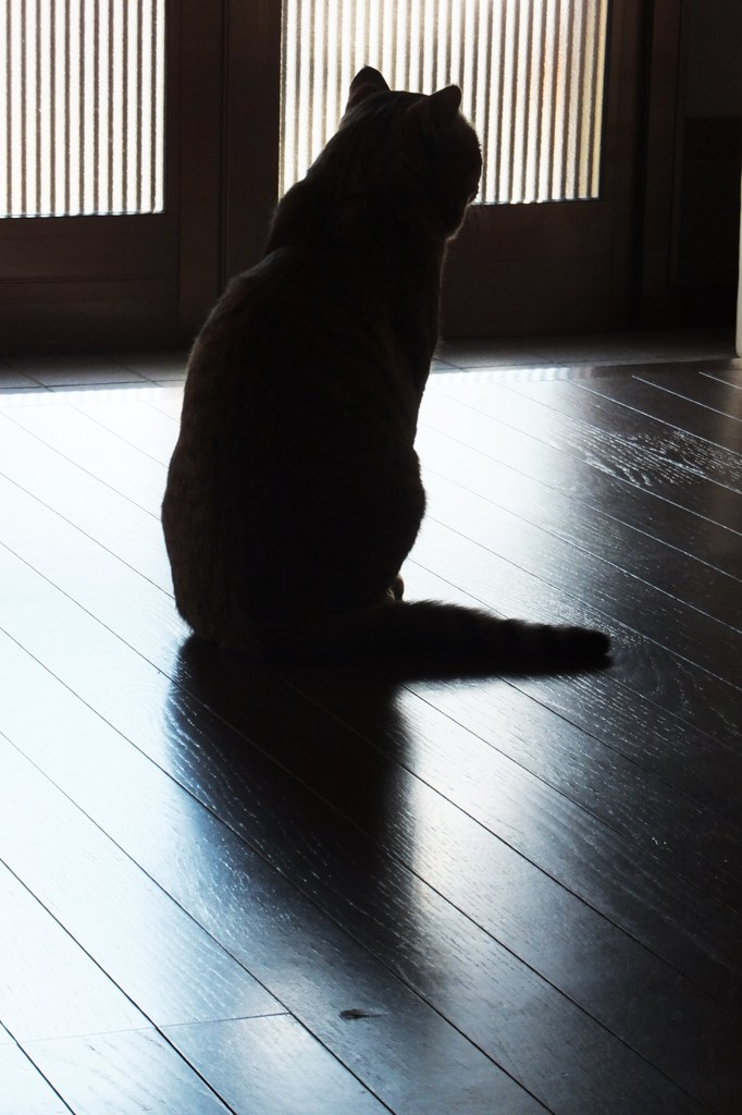 哀愁の後ろ姿
